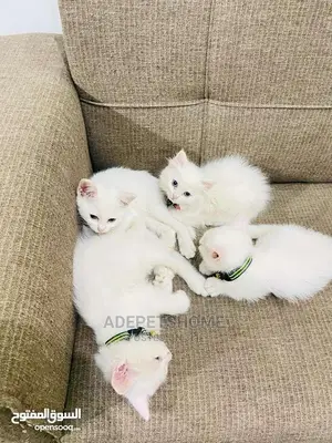 1-3 Months Female Purebred Persian