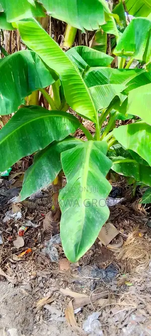 Banana and Plantain Suckers for Sale in Delta.