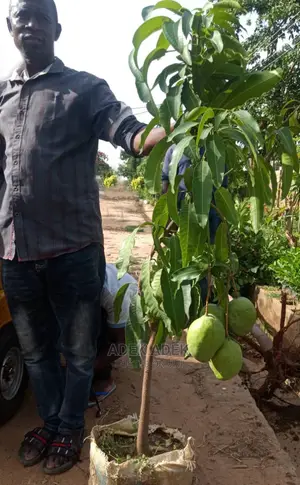 Fast Fruiting, Sweet Hybrid Mangos.