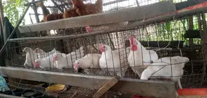 Functioning Poultry Farm for Sell