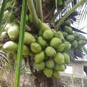 Dwarf and Hybrid Coconut Seedlings for Sale