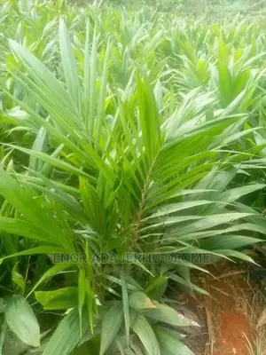 Tenera Seedlings for Sale