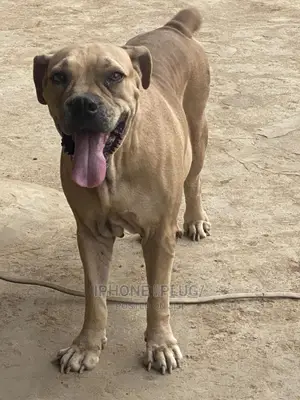 1+ year Female Purebred Boerboel
