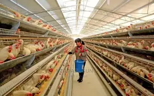 Automatic Battery Cage Poultry Cage