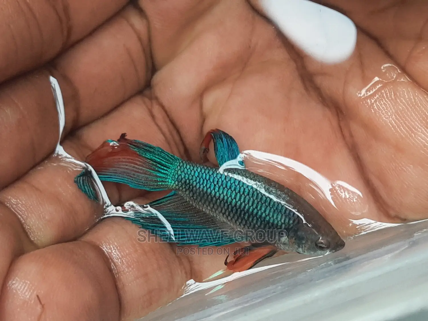 Siamese Fighting Fish Betta Fish