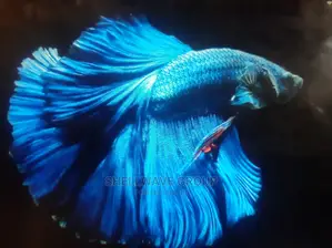 Siamese Fighting Fish Betta Fish