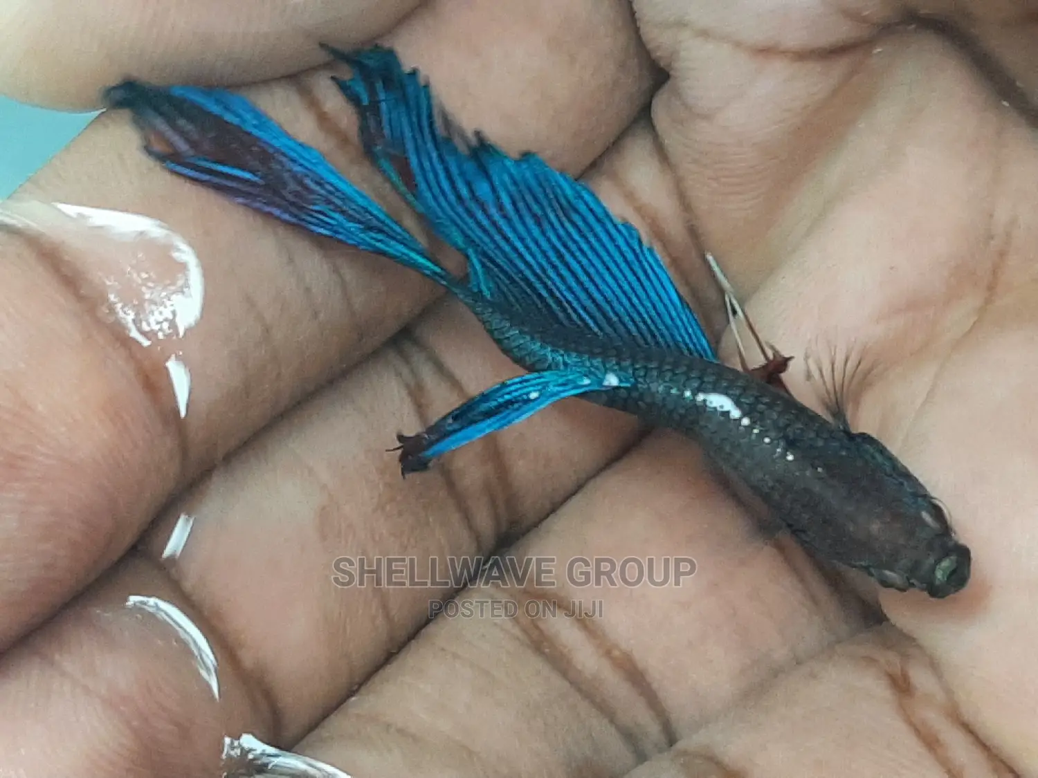 Siamese Fighting Fish Betta Fish
