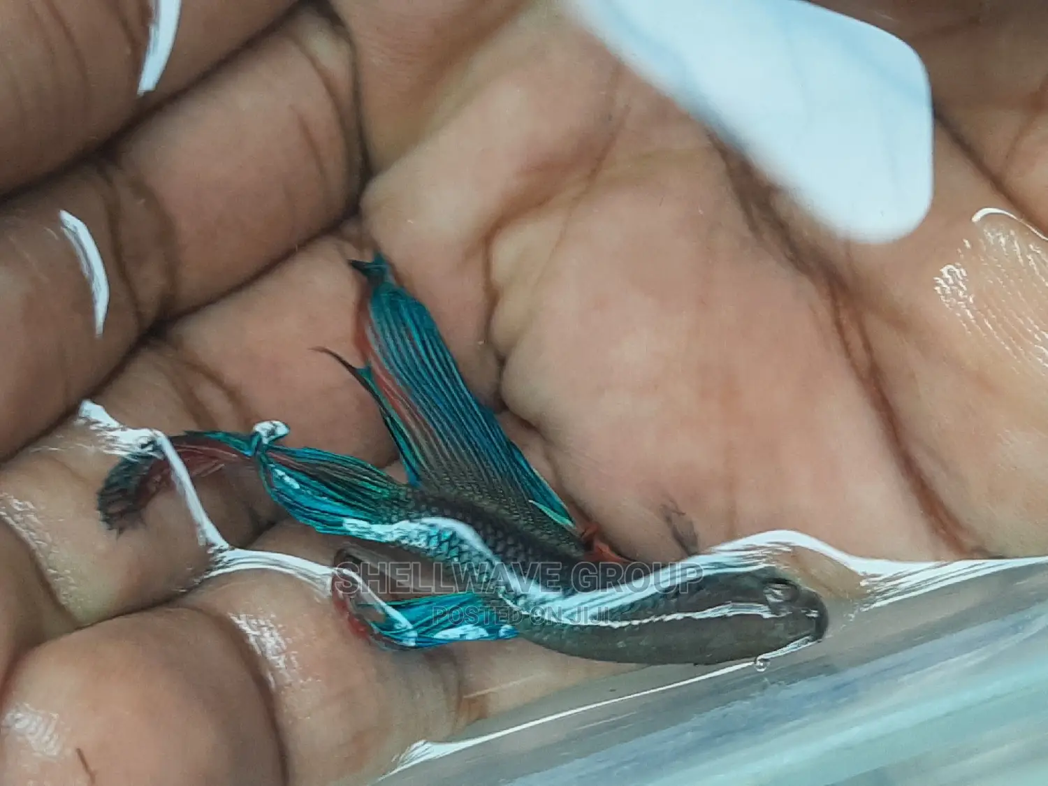 Siamese Fighting Fish Betta Fish