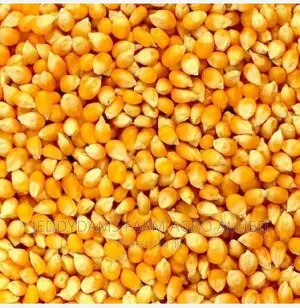 Maize Production