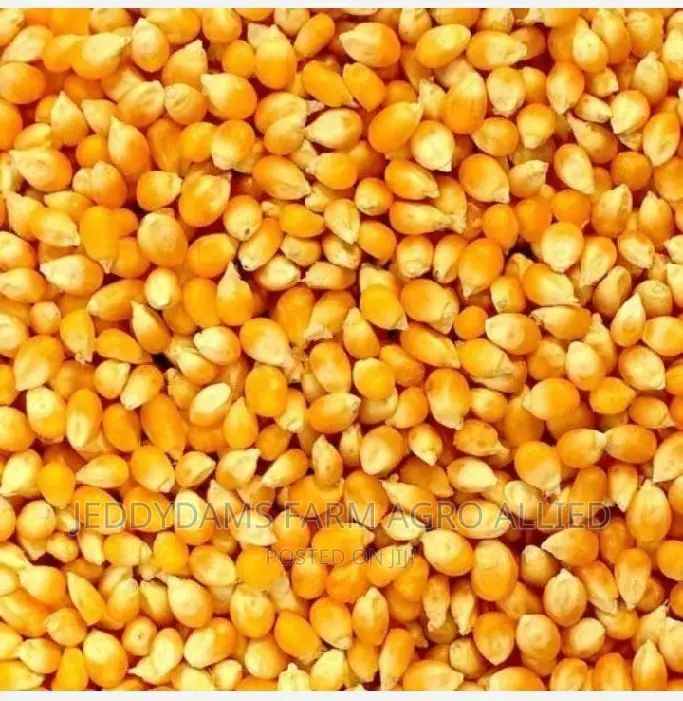 Maize Production