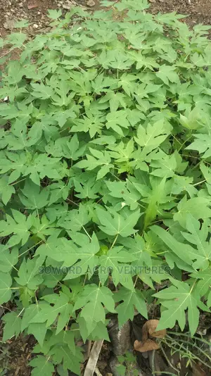 Hybrid Dwarf Pawpaw Seedlings