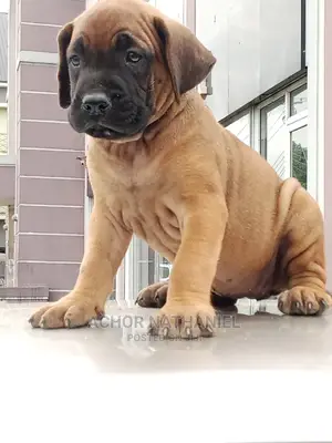 1-3 months Female Purebred Boerboel