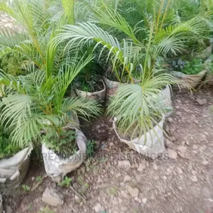 Ornamental Plant Nursery