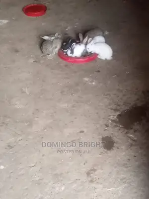 Rabbit Farmer