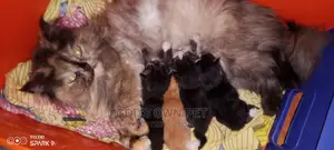 6-12 months Female Purebred Persian