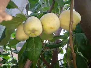 Flowering Apple Seedlings Available For Sale