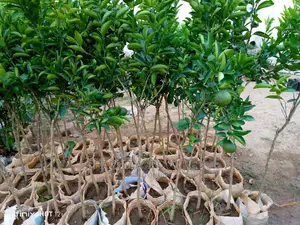 Dwarf Orange Seedlings Available for Sale