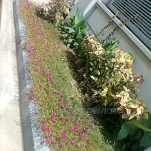 Morning Glory Plant