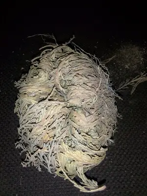 Rose of Jericho