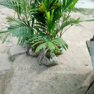 Queens Palm Supply to Your Doorstep