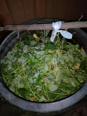 Sweet Potato Vines for White and Red Sweet Potato Tubers