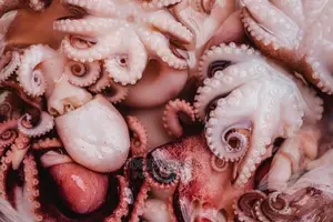 Fresh, Frozen Octopus Seafood