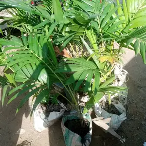 Queens Palm and Other Landscape Plants Available Now