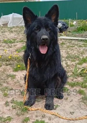 1+ year Male Purebred German Shepherd