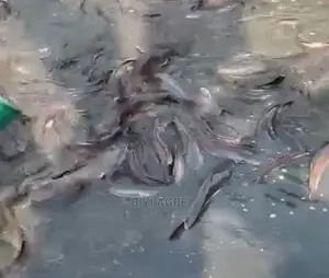 Extra Big Catfish Size