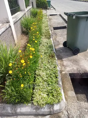 Grass Lily for Sale