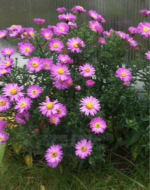 Purple Aster (New York Aster)