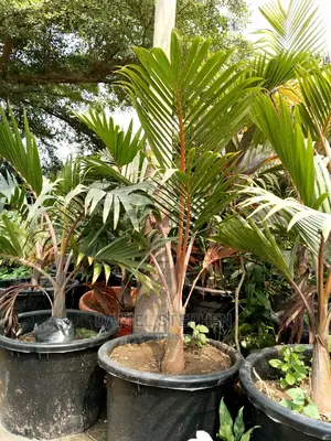 Bottle Palm