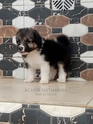 1-3 months Female Mixed Breed Caucasian Shepherd