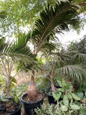 Bottle Palm for Sale (Different Sizes)