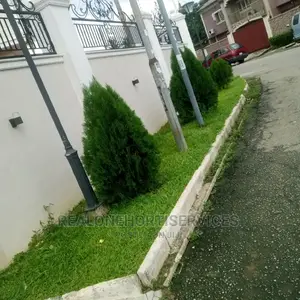 Thuja Plant for Outdoor and Indoor Beautification Wit Nature