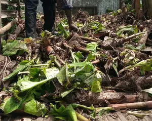 Hybrid Giant Elephant Rapid Growth Plantain Suckers.
