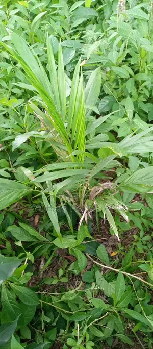 Tenera Oil Palm Seedlings Available for Sale