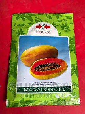 Hybrid Dwarf Pawpaw Seed ( 500 Seeds )