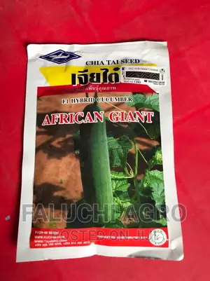 Hybrid Cucumber Seed (African Gaint )
