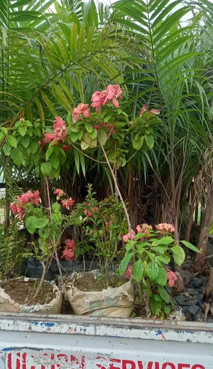 Plant Supplies