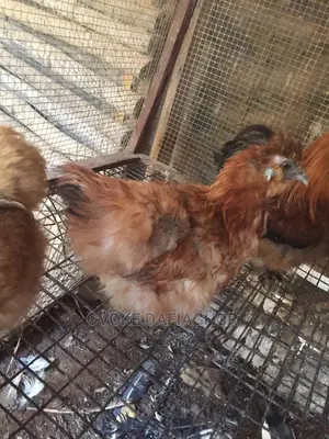 Exotic Golden Silky