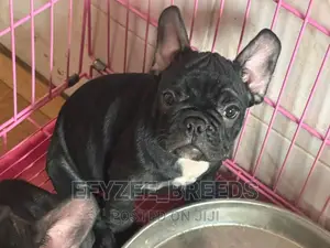 1-3 months Female Purebred French Bulldog