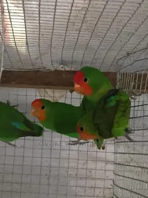 Fancy Lovebirds