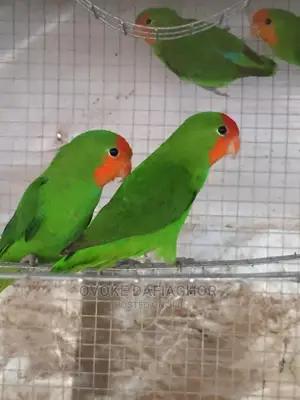 Fancy Lovebirds