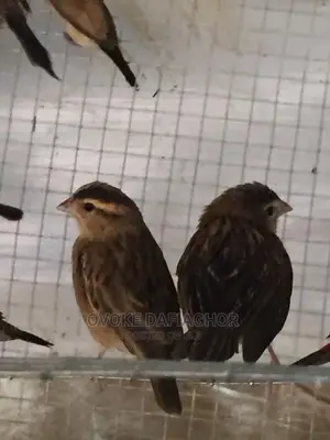 Exotic Finches Birds