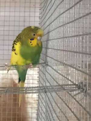 Adult Female Bulgy