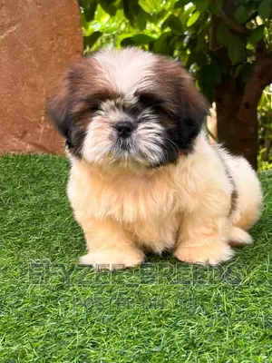 1-3 months Male Purebred Shih Tzu