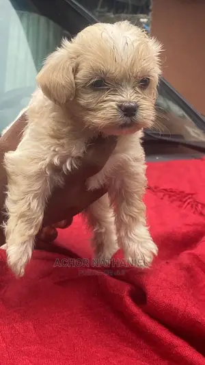1-3 months Female Purebred Lhasa Apso