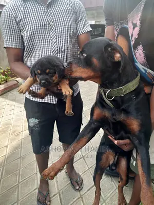 1-3 months Male Purebred Rottweiler