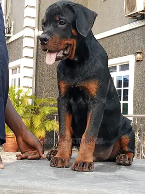 1-3 months Female Purebred Rottweiler